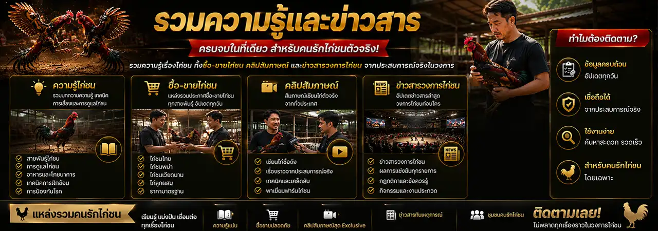 บทความไก่ชน