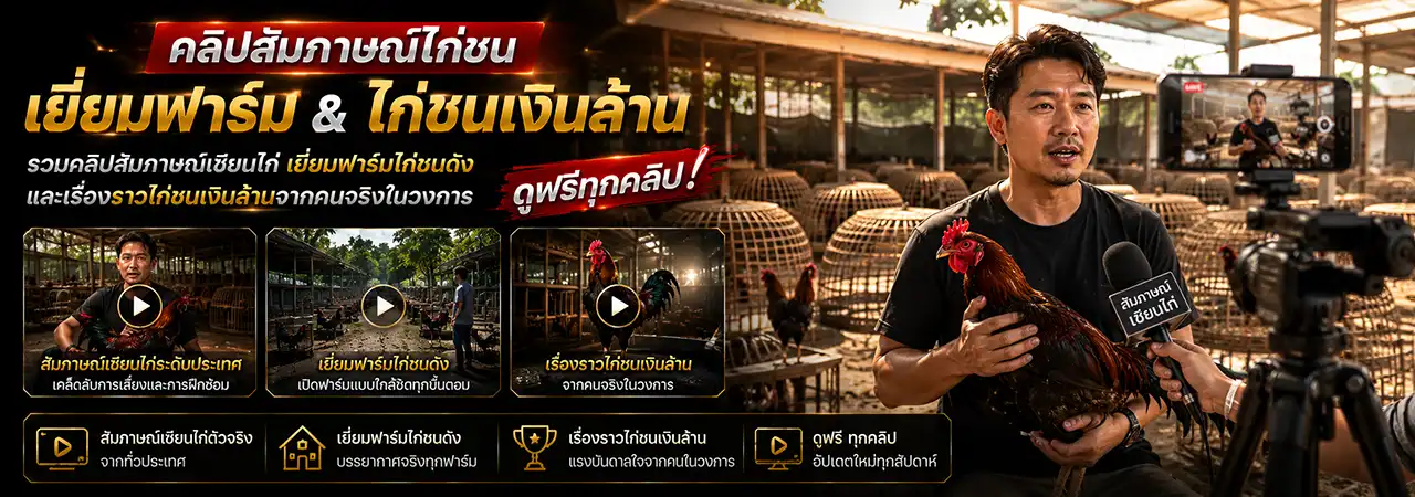 คลิปสัมภาษณ์ไก่ชน
