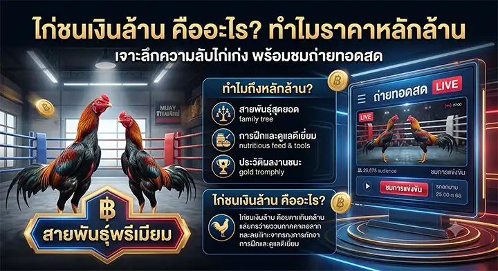 ไก่ชนเงินล้าน คืออะไร ทำไมราคาหลักล้าน พร้อมดูถ่ายทอดสดล่าสุด